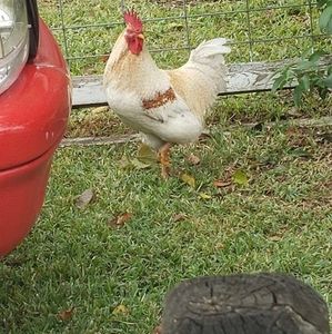 Meet your Posher, Billy